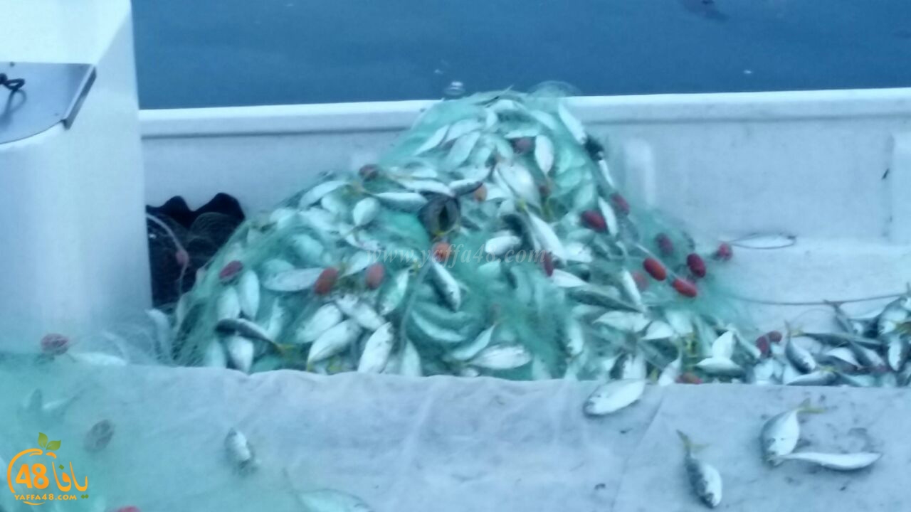 asmak torglos (2).jpg